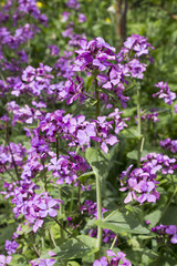 Blossoming Lunaria rediviva