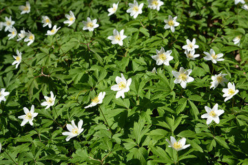 Blossoming anemony dubravny (Anemone nemorosa L. ) © vodolej