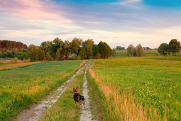 Beautiful rural landscape with dog at sunset