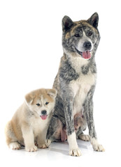 akita inu