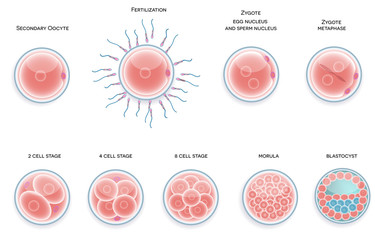 Fertilised cell development. Stages from fertilization till moru - obrazy, fototapety, plakaty