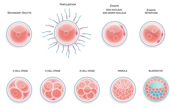Fertilised cell development. Stages from fertilization till moru