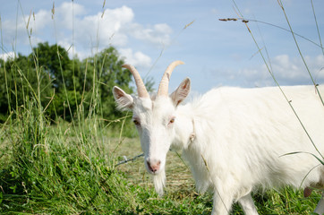 Obraz premium white goat in green meadow pasture