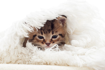 fluffy kitten in a white  blanket, close-up