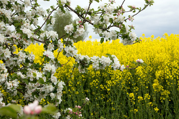 Im Mai blüht der Raps