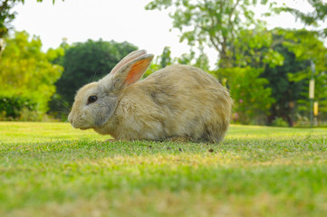 rabbit001