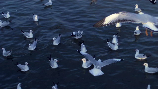 Seagulls swim in indigo sea