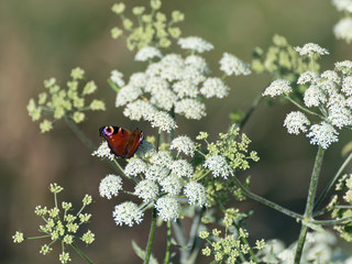 Schafgarbe (Achillea)  und Schmetterling © gkphotoart2012