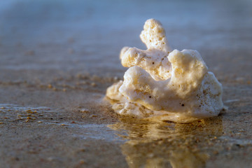 a white coral and sand on the beach