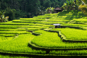 Rizières en terrasses de l& 39 île de Bali, Jatiluwih, Ubud