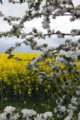 Apfelblüte vor Rapsfeld