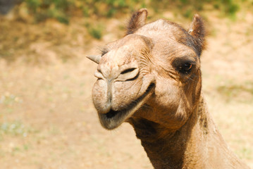 A closeup of a working Asian camel