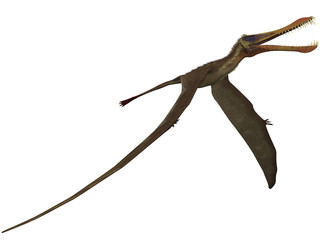 Anhanguera - 3D Dinosaur