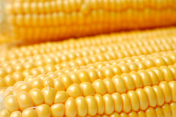 Yellow corn on the cobs