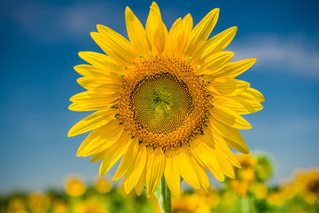 Naklejka premium Sunflower