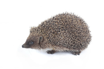 hedgehog