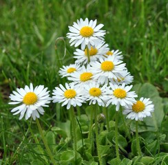 Fototapeta premium Gänseblümchen im Garten