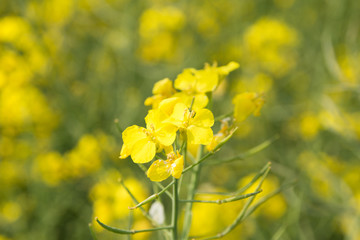 Rapspflanze und Rapsfeld