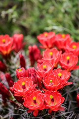 Claret-cup cactus flowers (Echinocereus triglochidiatus)