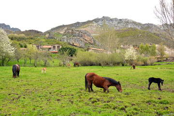 prado con hierba verde con caballos en primavera, asturias