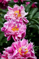 Peony flowers