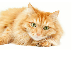 cute fluffy red  cat
