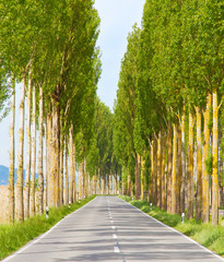 Pappelallee auf die Insel Reichenau
