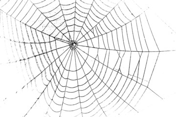 pretty scary frightening spider web for halloween