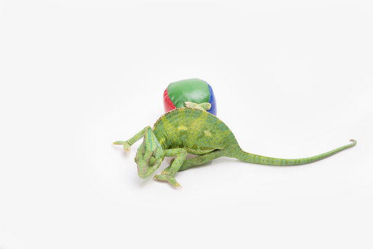 A chameleon next to a juggling ball in a studio