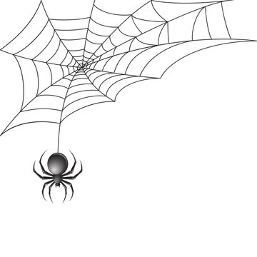 Black spider with web background