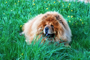 Brown chow chow dog Dina in the grass.