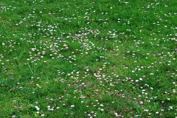 Green grass with flowers background at spring