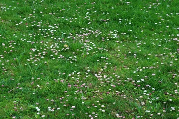 Cercles muraux Marguerites Green grass with flowers background at spring