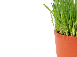 green grass in brown pot