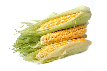 Maize on white background