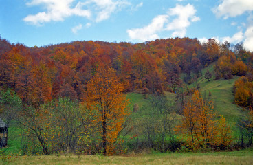 Fototapeta premium Autumn forest in the Carpathian Mountains, Romania