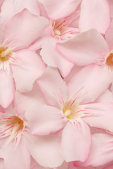 Fototapeta na wymiar pink flower blackground