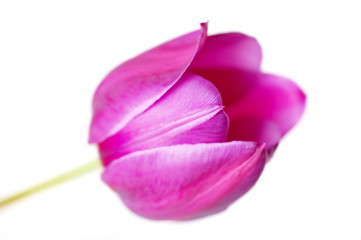 Fresh cutout purple tulip