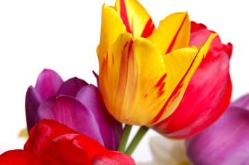 bouquet of multicolored tulips
