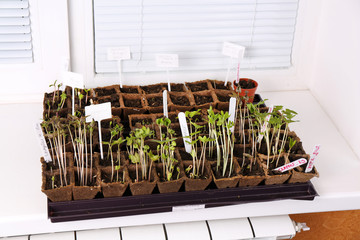 Young seedlings in tray on window sill