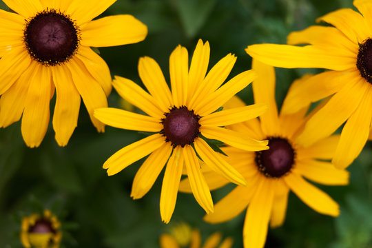 Fototapeta Yellow rudbekia in the garden