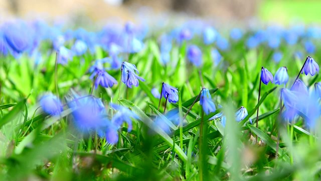 Scilla siberica (Siberian squill or wood squill) 
