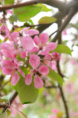 Beautiful blossom outdoors