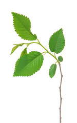 Fototapeta premium Branch with leaf isolated on white