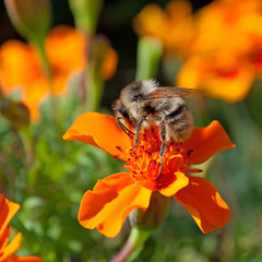 Hummel - Bombus