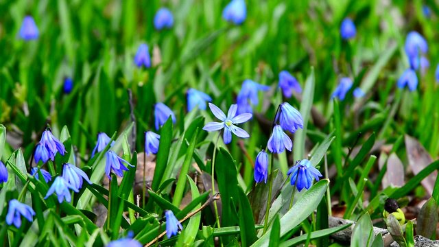 Scilla siberica (Siberian squill or wood squill) 