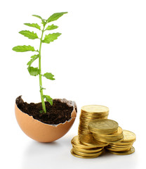 Coins and plant in eggshell isolated on white