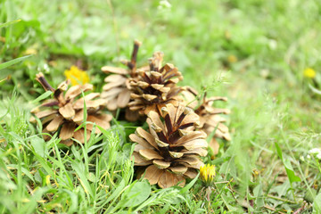 Pine cones in grass