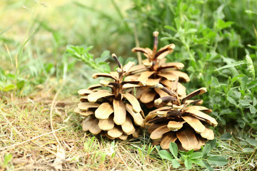 Pine cones in grass