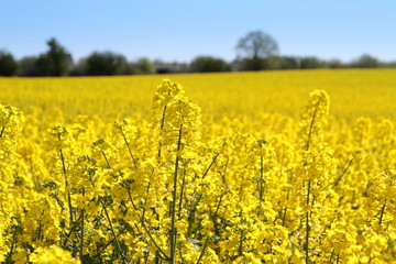 Obraz premium Canola fields or Rapeseed plant.